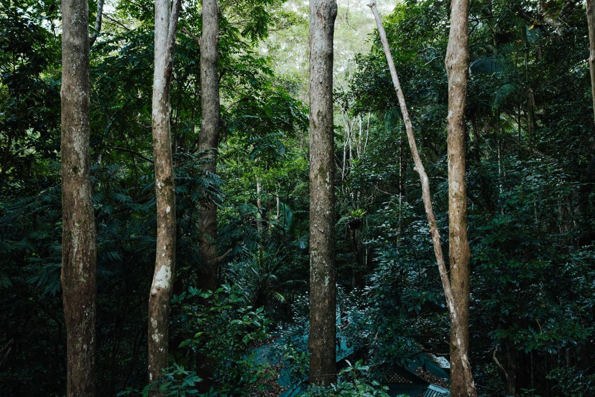 מונטוויל Narrows Escape Rainforest Retreat מראה חיצוני תמונה