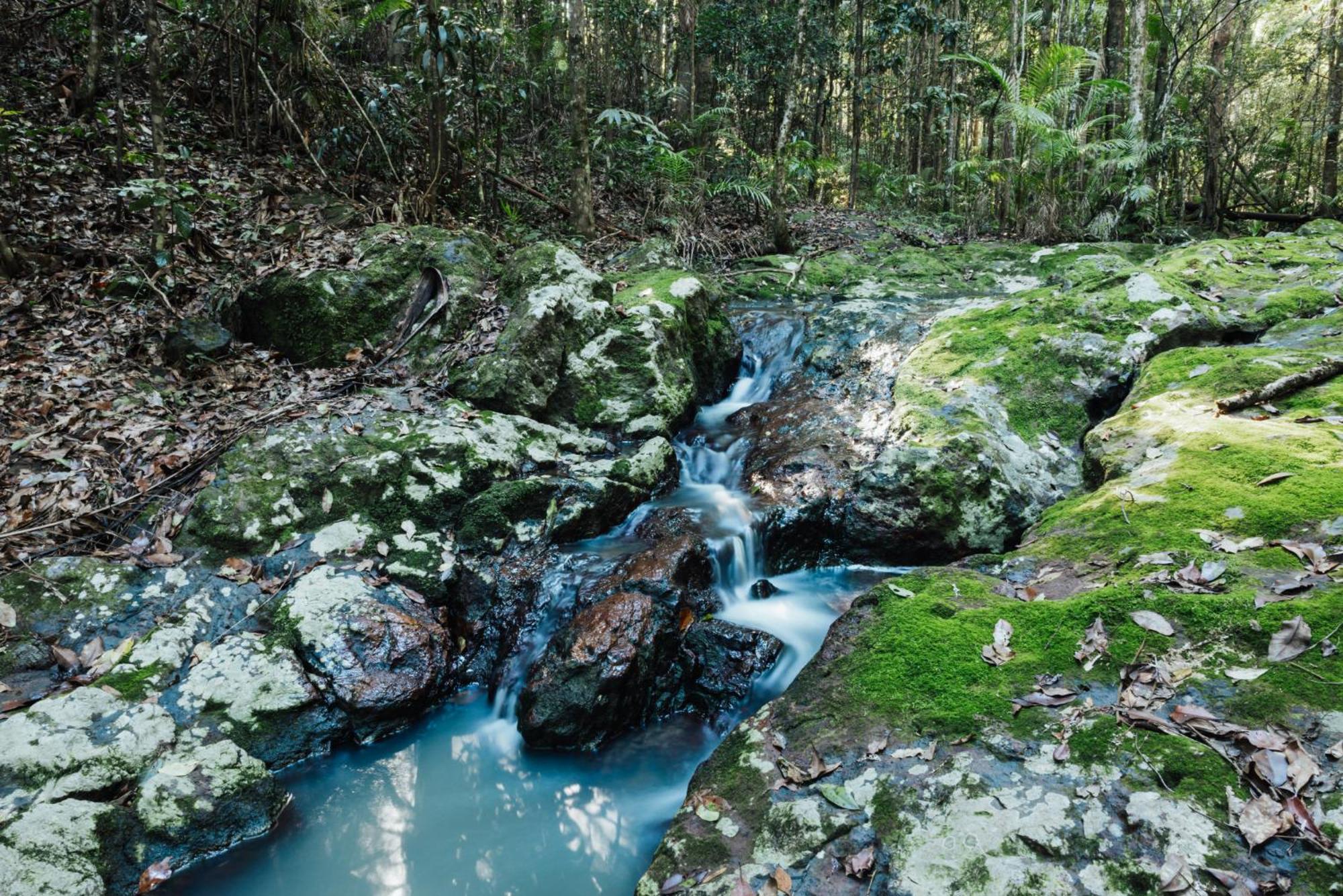 מונטוויל Narrows Escape Rainforest Retreat מראה חיצוני תמונה