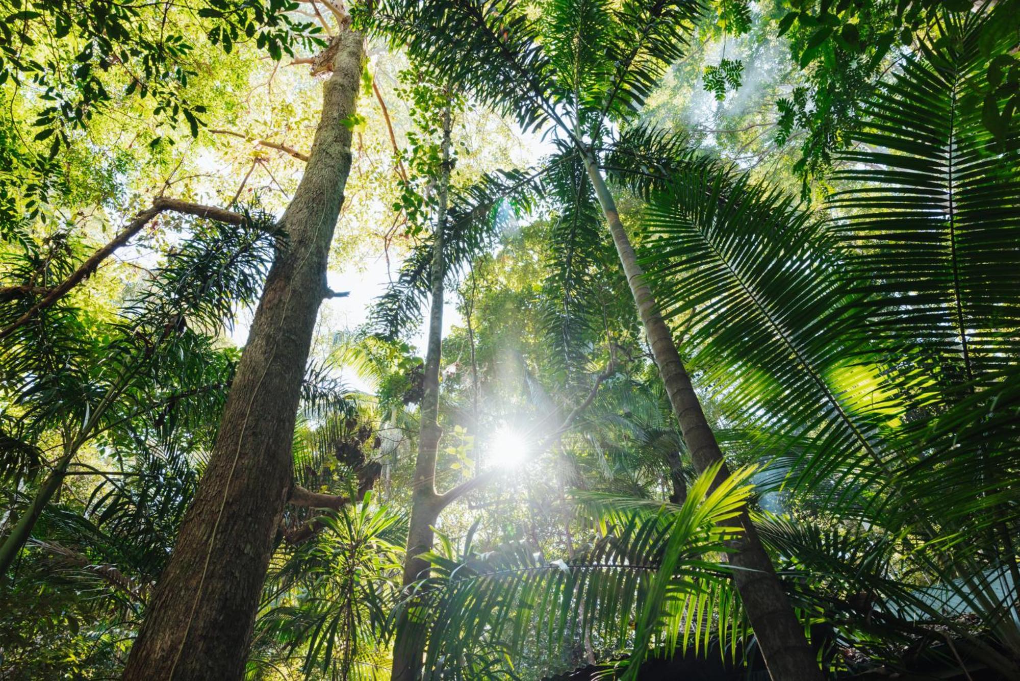 מונטוויל Narrows Escape Rainforest Retreat מראה חיצוני תמונה